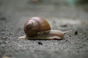 Slow As A Snail